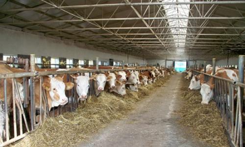 Livestock business plan o Paano ayusin ang sarili mong sakahan?