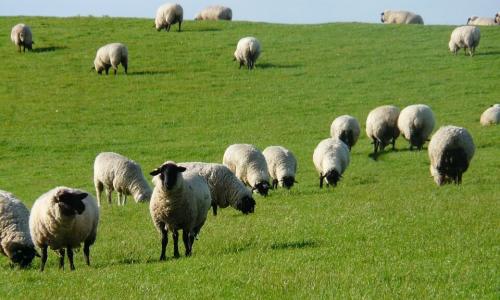 Овцеводство: принципы развития бизнеса от регистрации до забоя голов