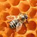 چگونه زنبورها عسل را جمع آوری می کنند: توضیحات، حقایق جالب زنبورها عسل را جمع آوری می کنند