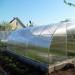 Technológia az eper üvegházban történő termesztésére egész évben Eper üzlet